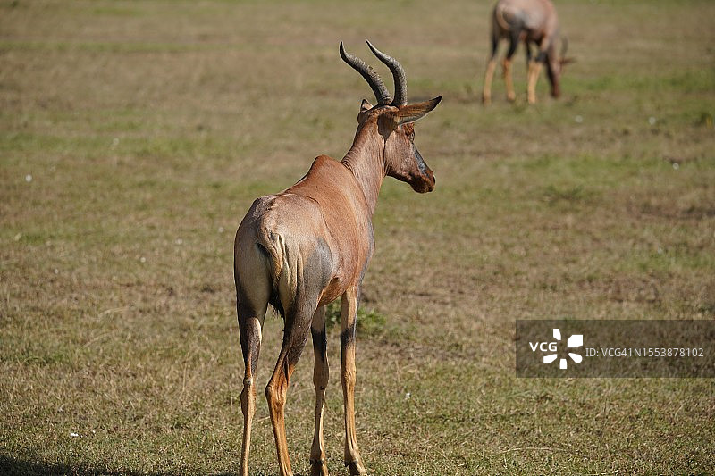 站在草地上的鹿的背影图片素材