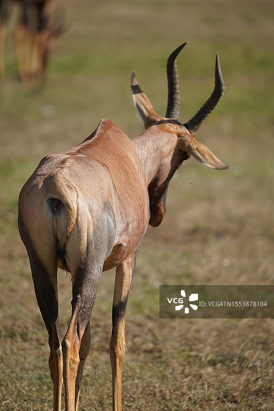 站在田野上的鹿的侧视图图片素材