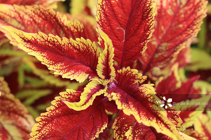 红色开花植物叶子特写图片素材