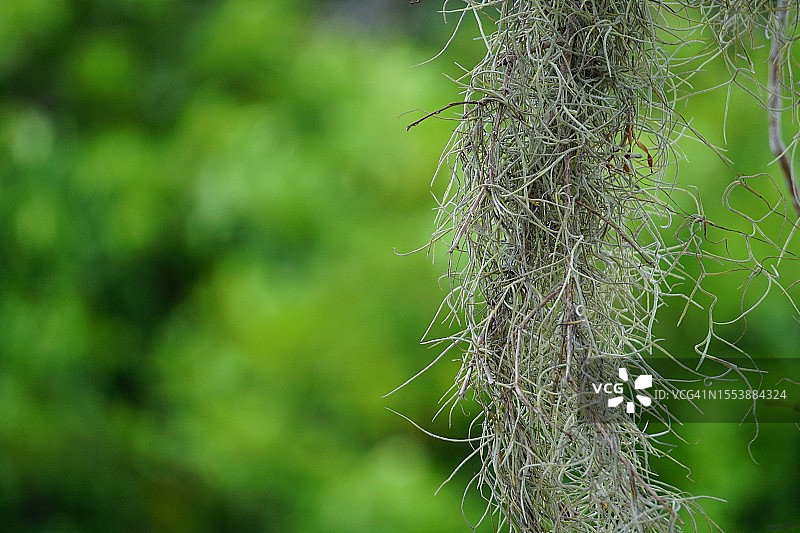 美国佛罗里达州英格尔伍德树干的特写图片素材