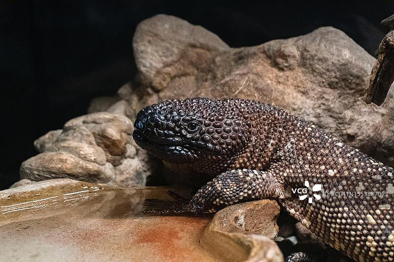 岩石上的希拉毒蜥特写图片素材