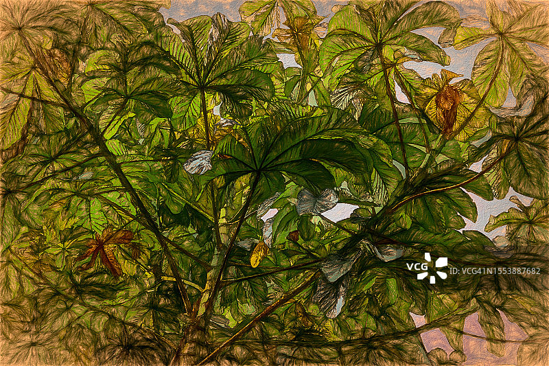 雪炮树图片素材