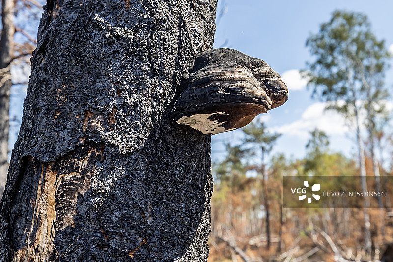 森林火灾后烧焦的树木真菌图片素材