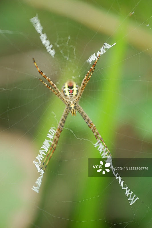蜘蛛在网上的特写图片素材