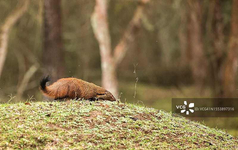 印度田野上的松鼠特写图片素材