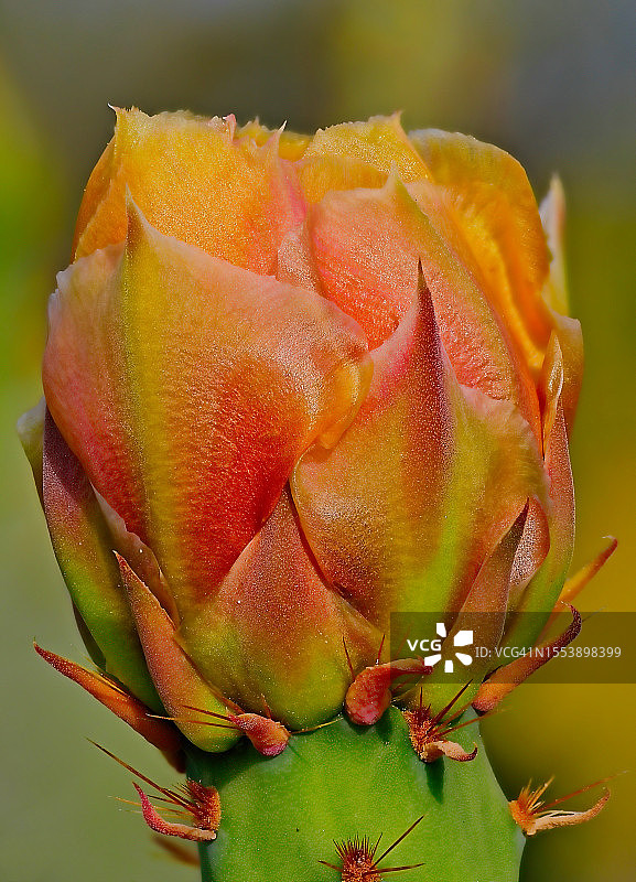 红色玫瑰特写，美国亚利桑那州凤凰城图片素材