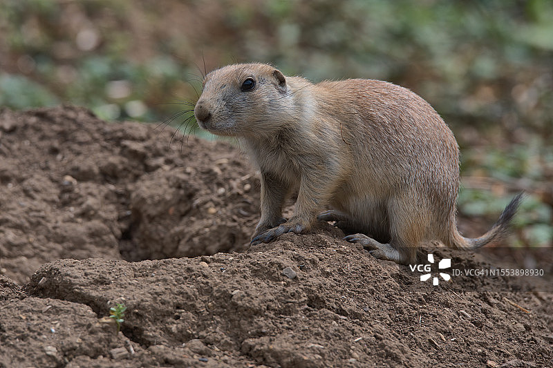 岩石上的草原犬鼠特写图片素材