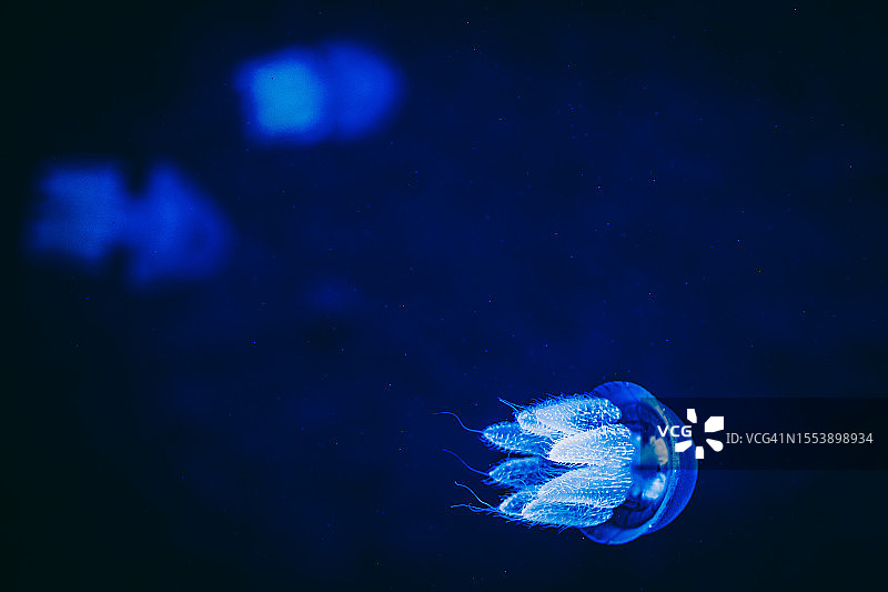 水母在海里游泳的特写图片素材