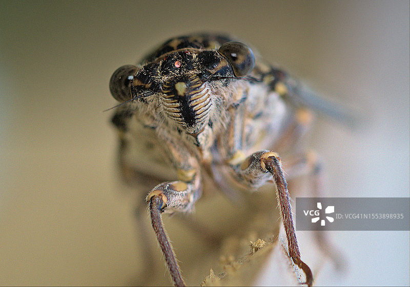 蜘蛛特写图片素材