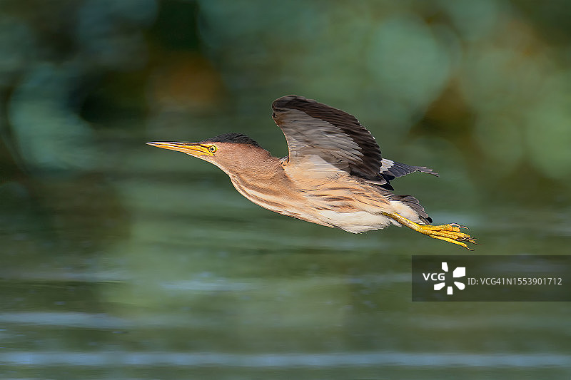 苍鹭飞越湖面特写图片素材