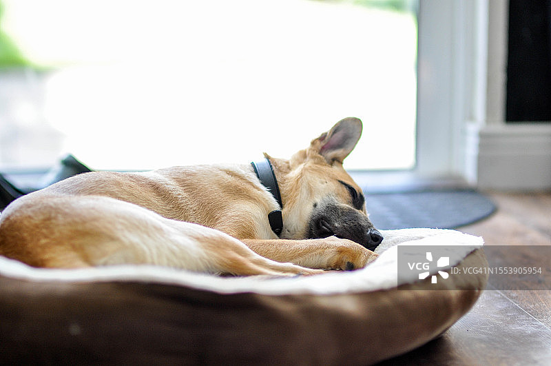熟睡的小狗图片素材