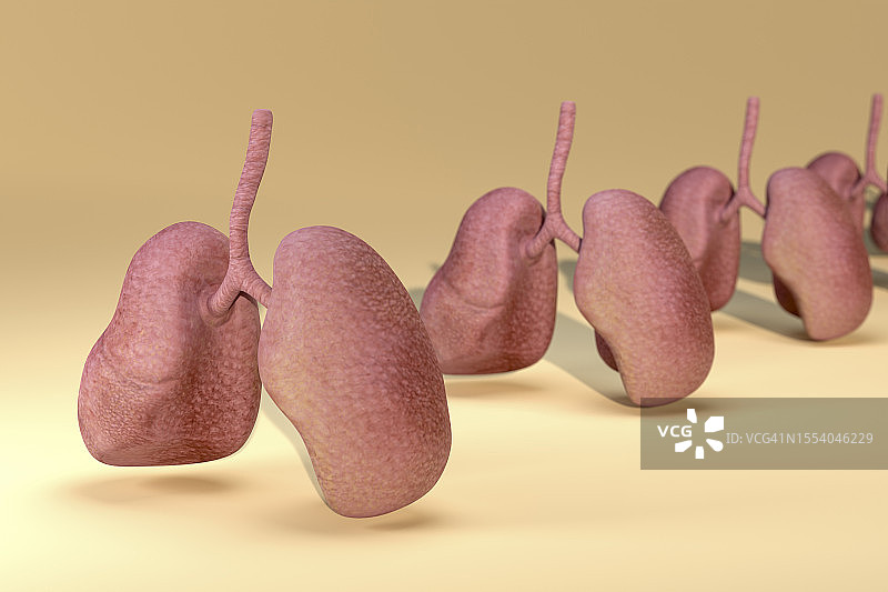 3D渲染：黄色背景中的肺部，健康概念图片素材