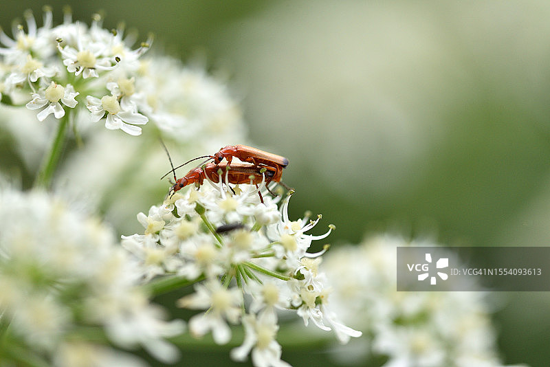 甲壳虫的配对图片素材