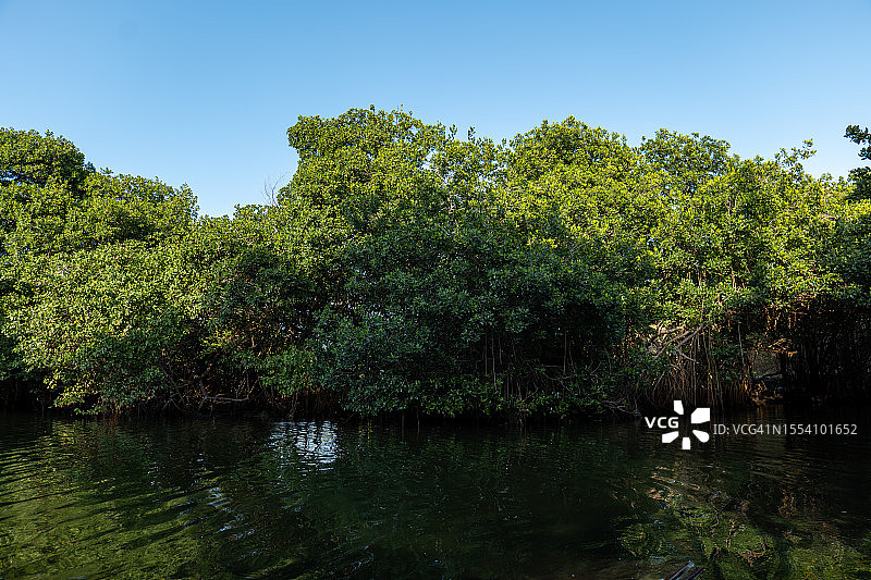 哥伦比亚卡塔赫纳红树林中的静谧河流图片素材