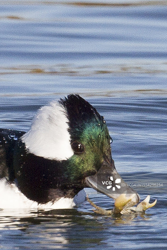 雄性小斑头秋沙鸭近距离吃螃蟹图片素材