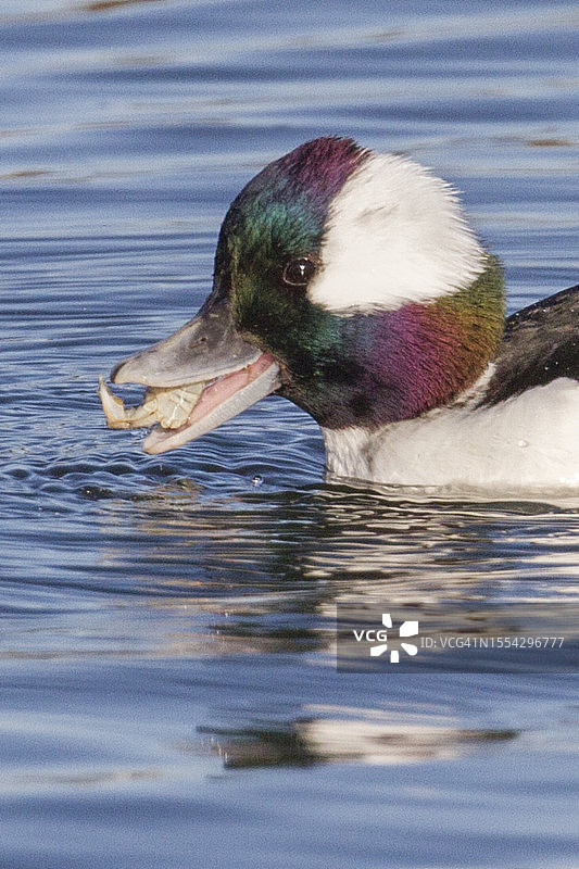 雄性小斑头秋沙鸭近距离吃螃蟹图片素材
