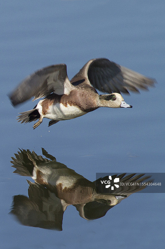 美洲赤颈鸭雄鸟起飞倒影图片素材