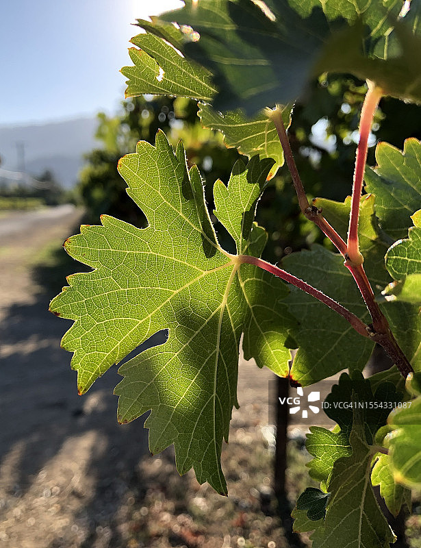 纳帕葡萄叶图片素材