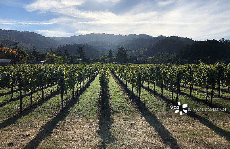 纳帕葡萄园图片素材