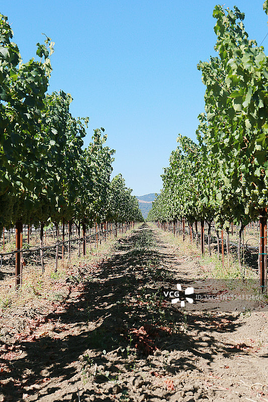 纳帕葡萄园图片素材