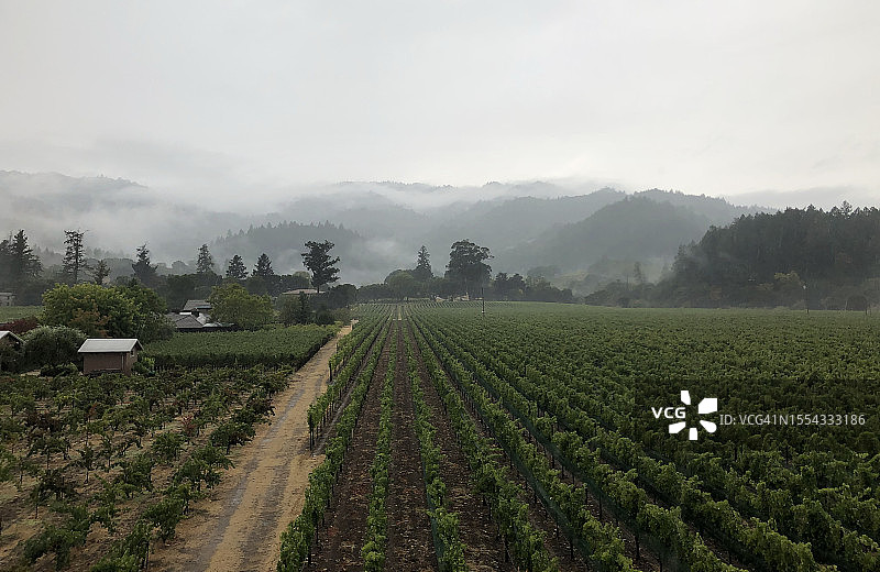 纳帕葡萄园图片素材