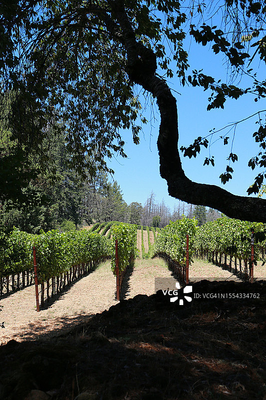 纳帕葡萄园图片素材