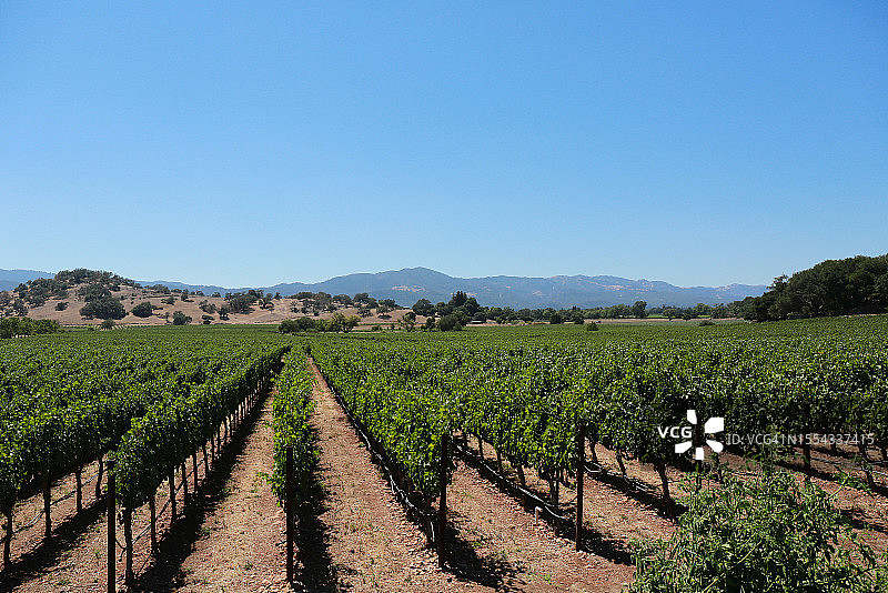 纳帕葡萄园图片素材