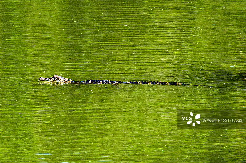 礁湖上的幼年鳄鱼图片素材