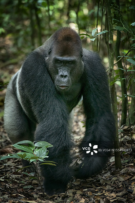西部低地银背大猩猩的野生动物肖像图片素材