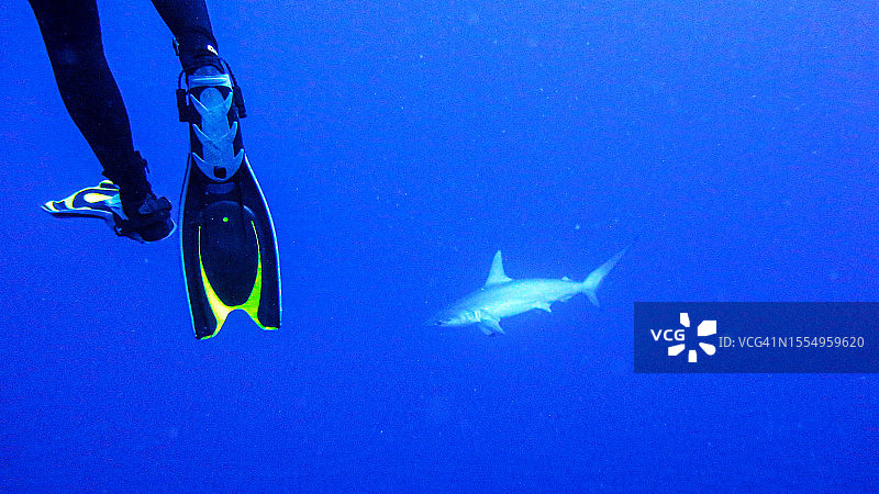 潜水员与鲨鱼图片素材
