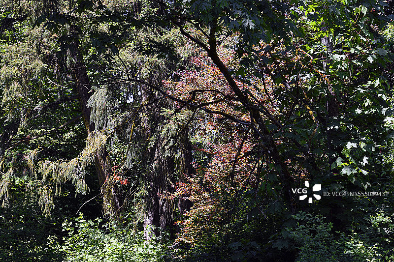 森林内部图片素材