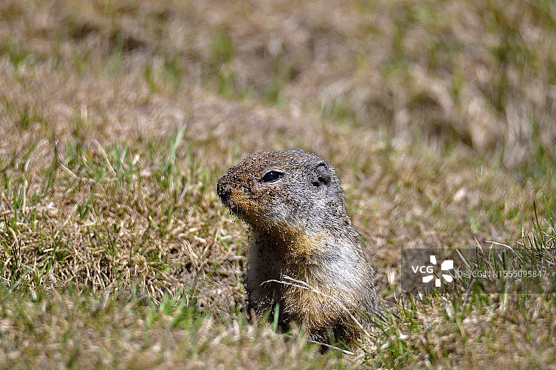 哥伦比亚地松鼠从洞穴探出头图片素材