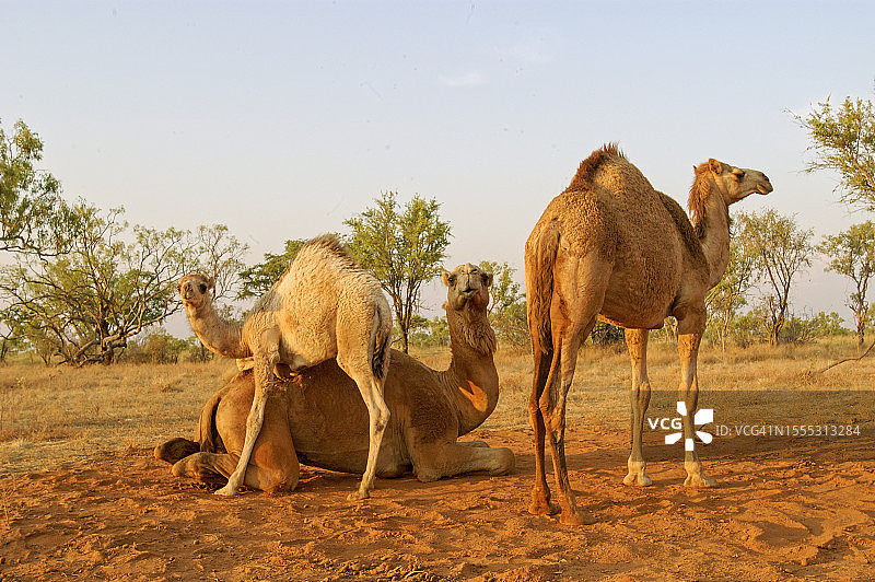 澳大利亚的骆驼图片素材