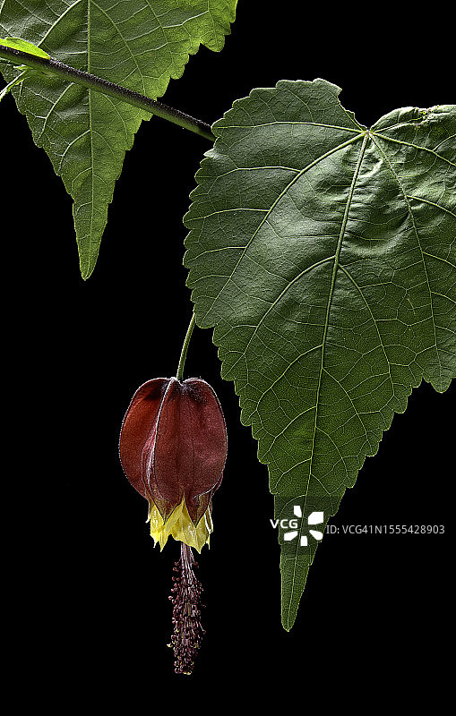 蔓性风铃花图片素材