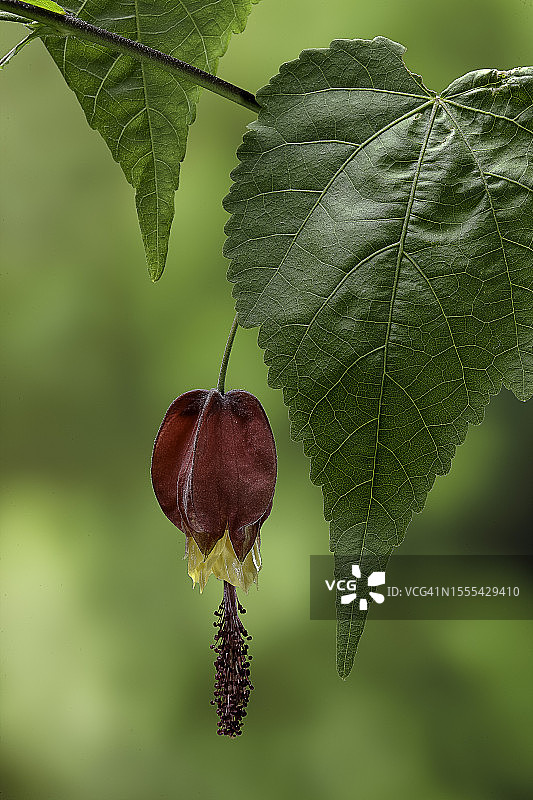 蔓性风铃花图片素材