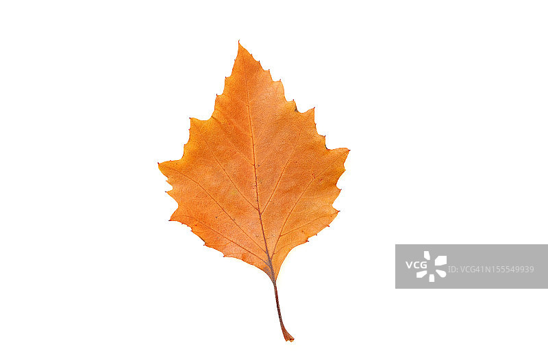 棕色的叶子图片素材