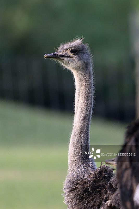 鸵鸟养殖图片素材