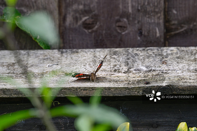 红花蛱蝶停在栅栏上图片素材