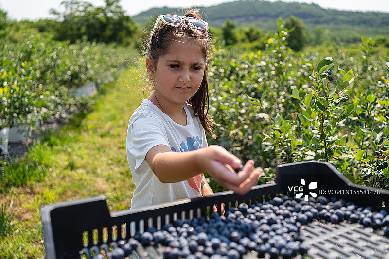 在家庭农场采摘蓝莓的白人女孩图片素材