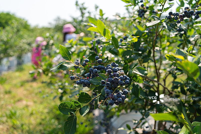 在家庭农场采摘蓝莓的白人姐妹图片素材