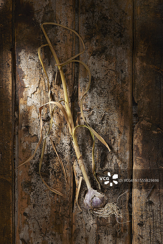 有机红蒜图片素材