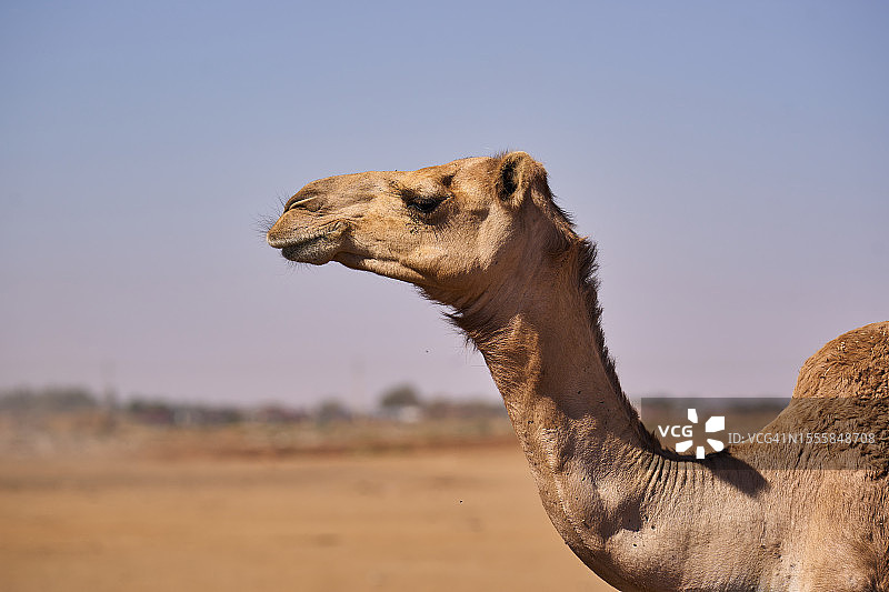喀土穆骆驼市场图片素材