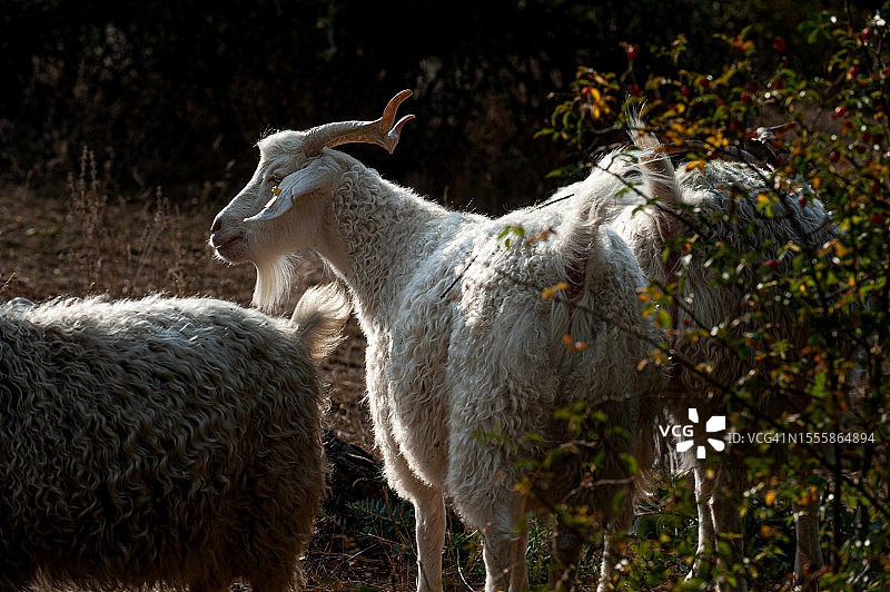 逆光下的安哥拉山羊图片素材