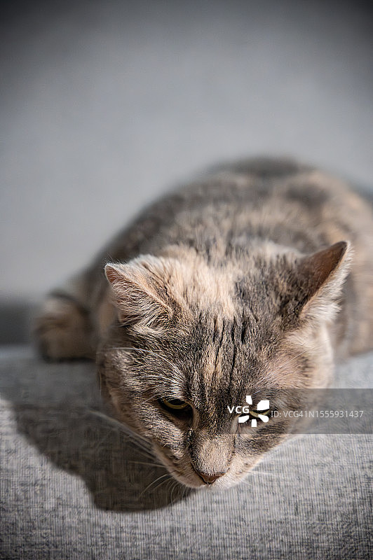 沙发上的灰色猫与宁静时刻图片素材
