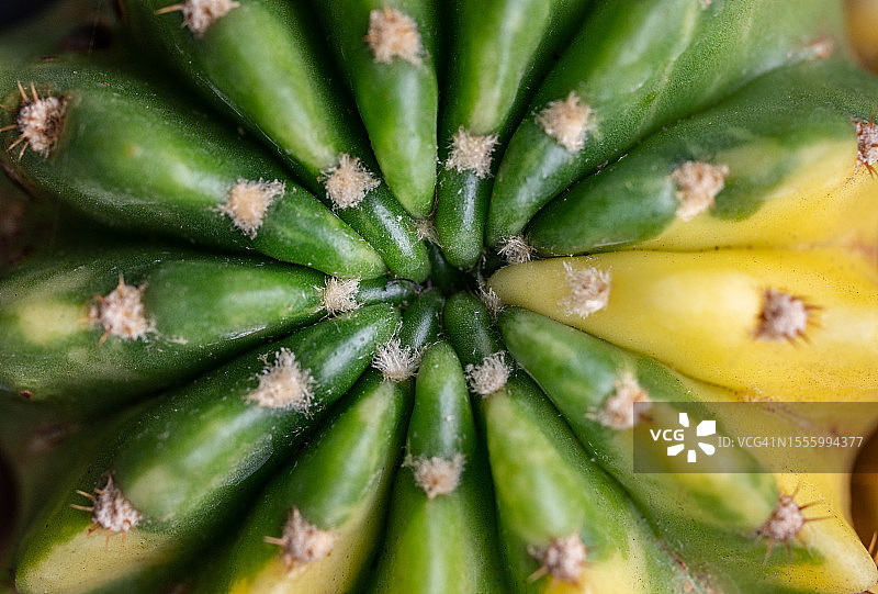 短毛丸锦仙人掌俯视图图片素材