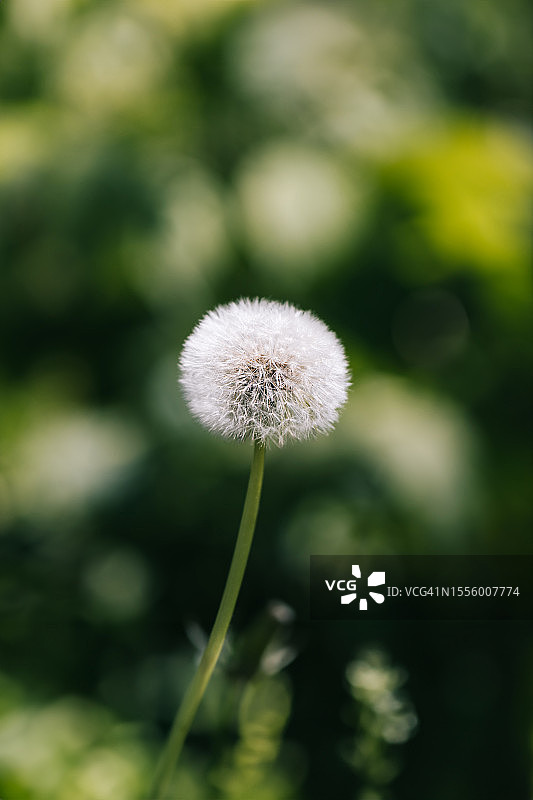 模糊绿色背景上的白色蒲公英图片素材