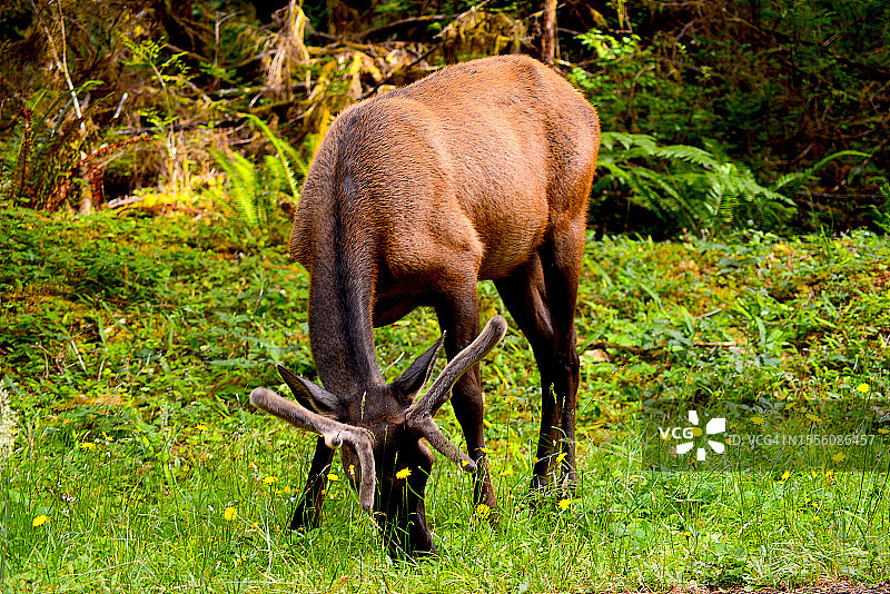 罗斯福麋鹿图片素材