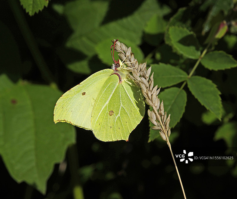 硫磺蝴蝶图片素材