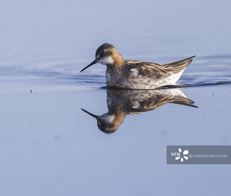 红颈瓣蹼鹬图片素材