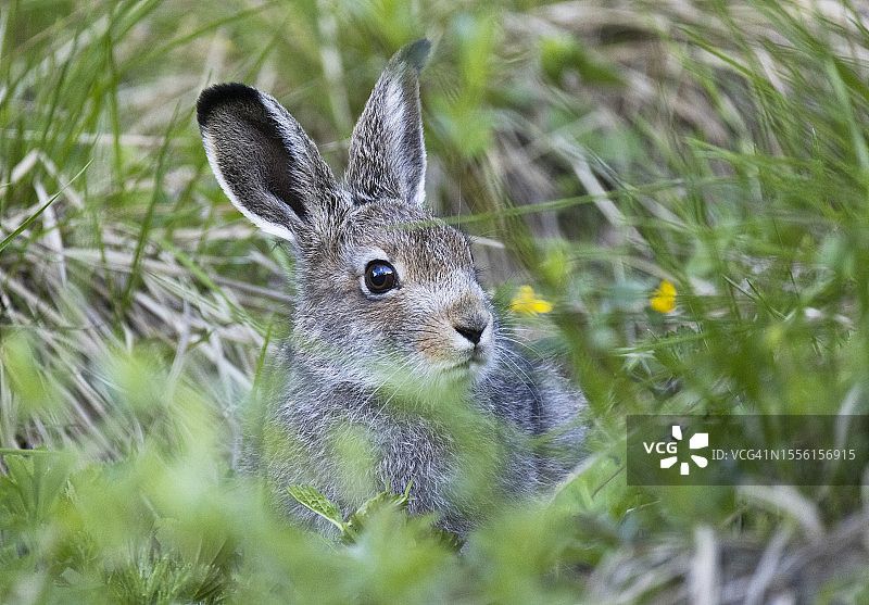 小野兔图片素材